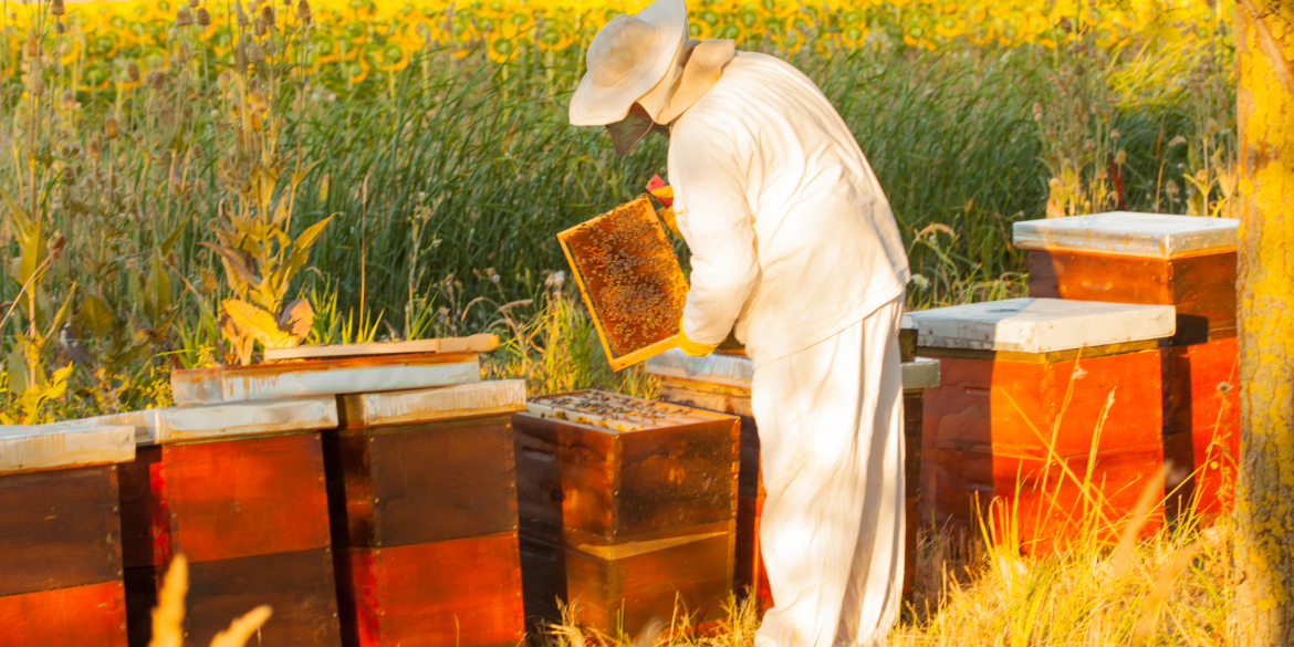 Вінниця допомагає бджолярам - ще вісім підприємців долучилися до програми підтримки