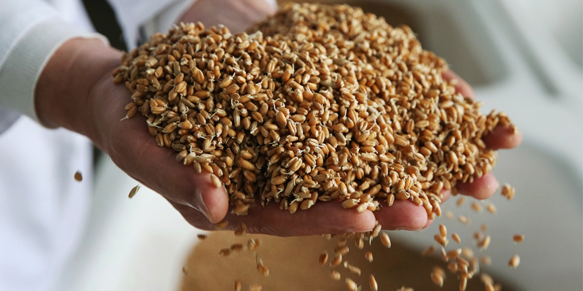 Вінниччина намолотила найбільше зерна в Україні