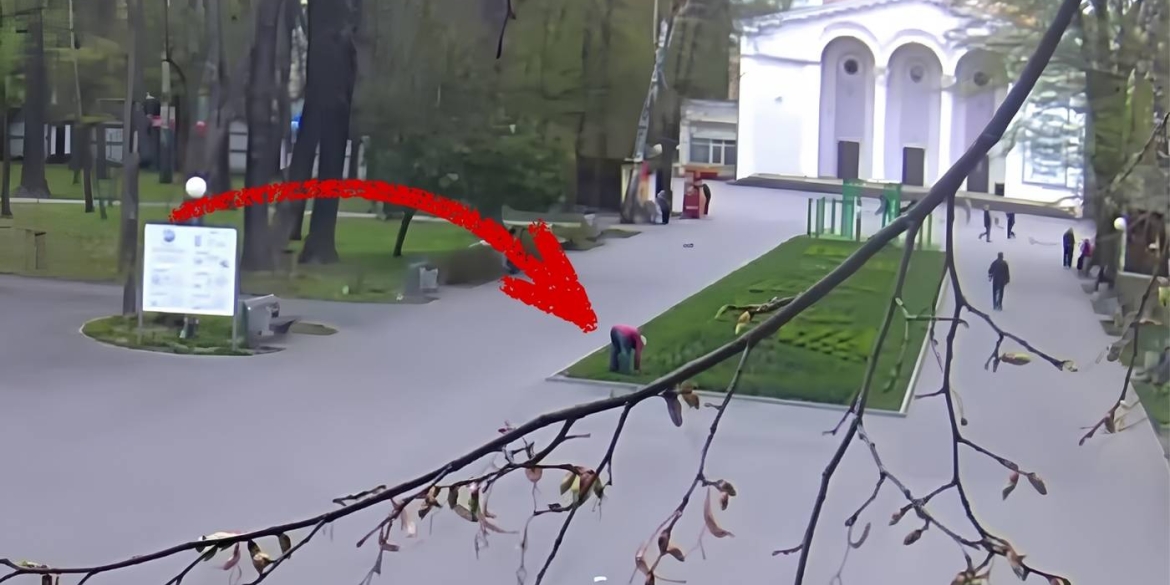Вінничан обурило відео жінка серед білого дня краде цибулини квітів з клумби центрального парку