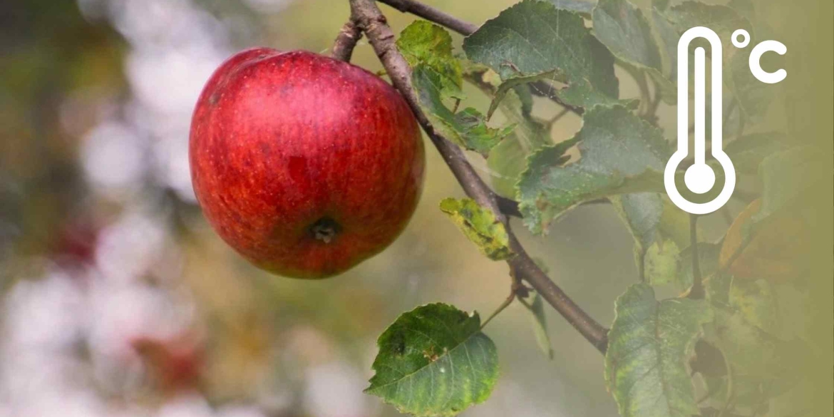 Вінничан попереджають про сильні пориви вітру 29 серпня