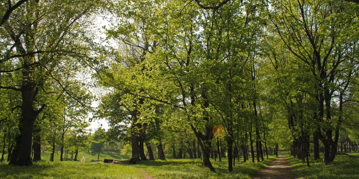 Вінничан запрошують на прогулянку парком, створеним ірландським ландшафтним архітектором