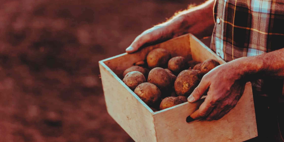 Вінничани помітили, картопля перед Новим роком почала дешевшати