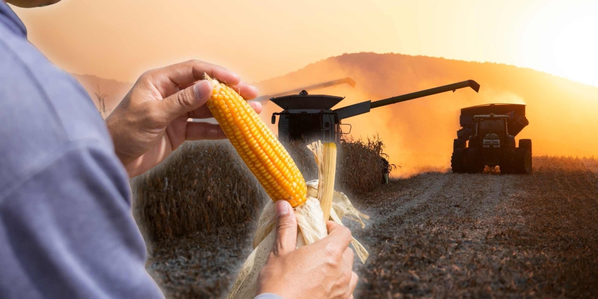 Вінницькі аграрії вже зібрали близько 80% пізніх культур, триває молотьба кукурудзи