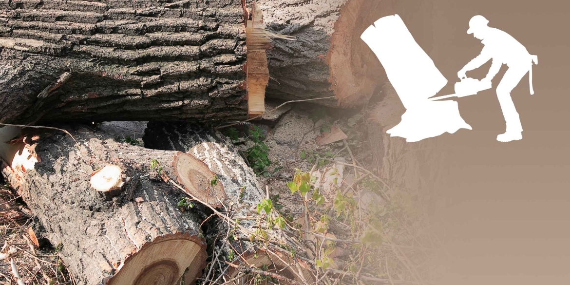 Вінницькі лісівники відшкодують державі 2,5 мільйони, бо знехтували обов'язками