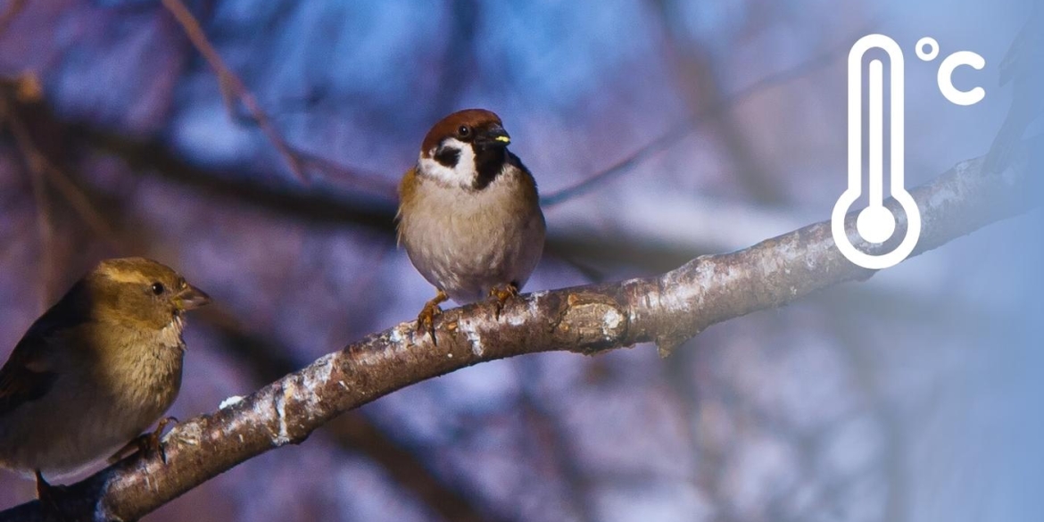 Вінницьку область накриє антициклон, який і визначить погоду 9 березня