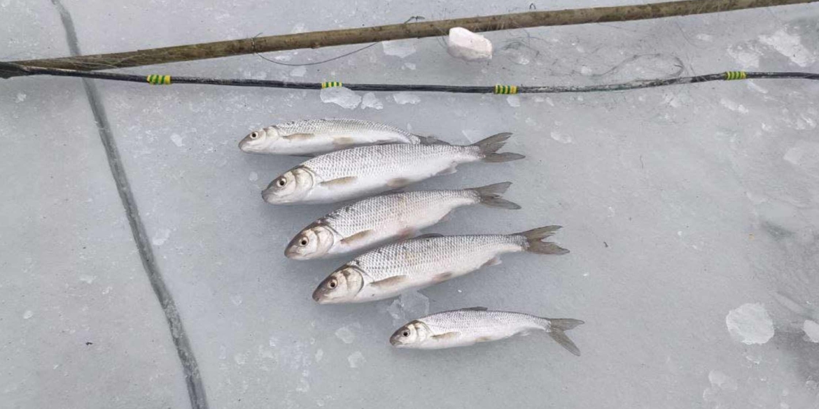 Вінницький браконьєр сплатить за червонокнижну рибу - 50 тис. грн