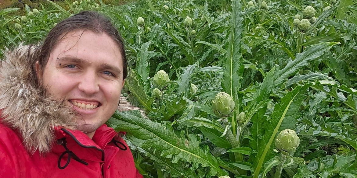 Вінницький фермер забезпечує понад 20% українського попиту на артишоки