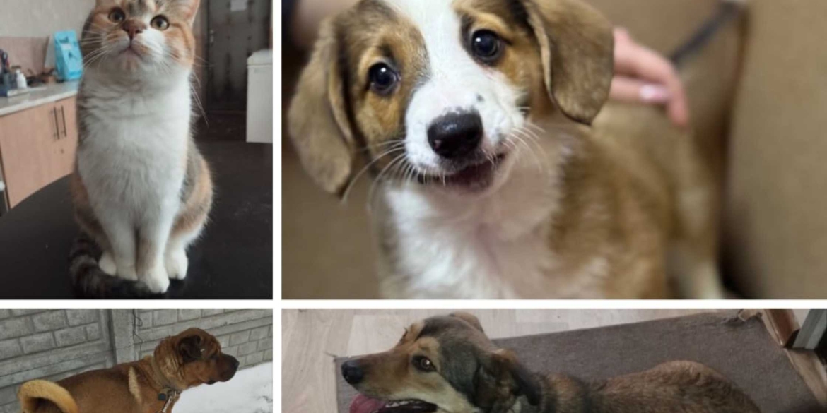 Вінницький муніципальний притулок для тварин підбив підсумки 2025 року