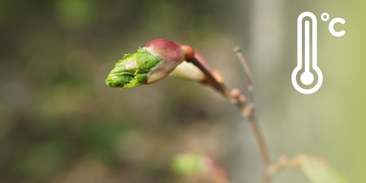 Вінниця потрапила у другу хвилю потепління. Чи слід хвилюватись про дощі, знають синоптики