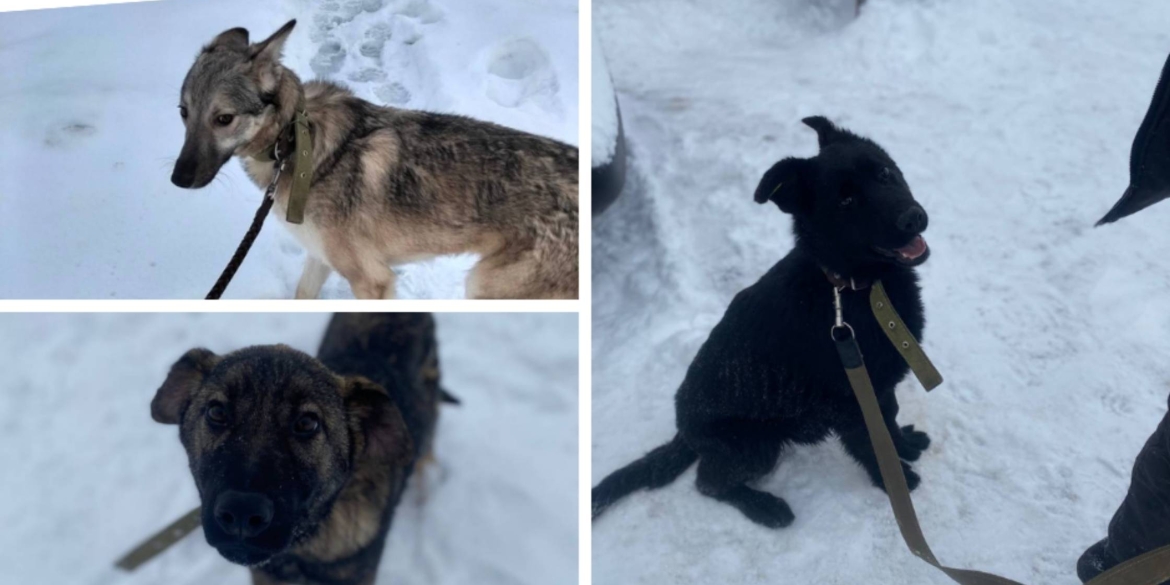 Вірний друг чекає вас у Вінницькому муніципальному притулку для тварин