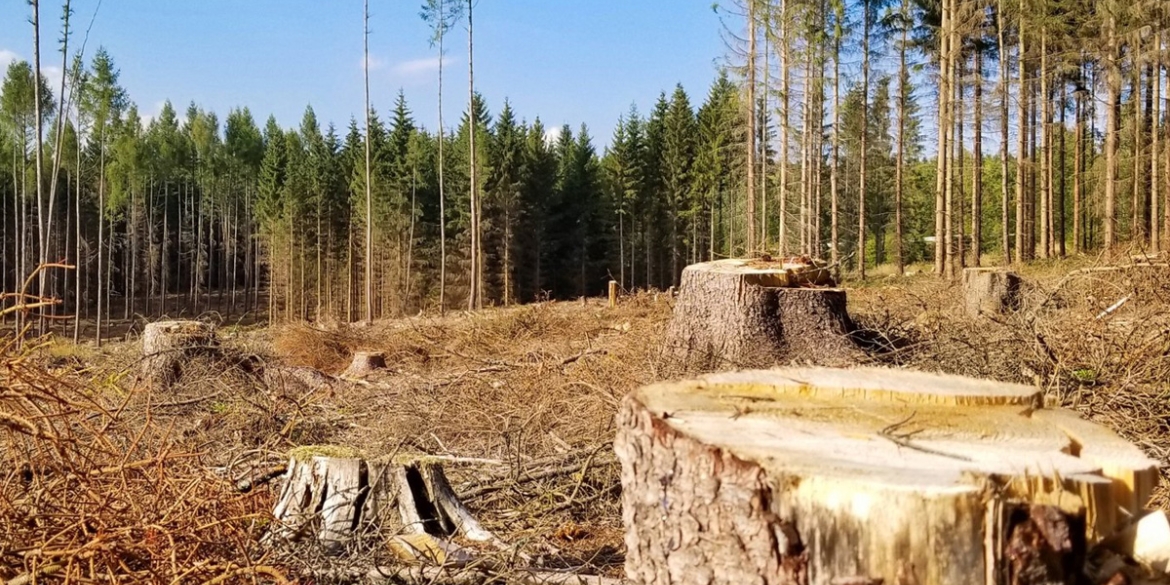 На Вінниччині незаконно знищили 95 га лісу вартістю 167 млн грн 