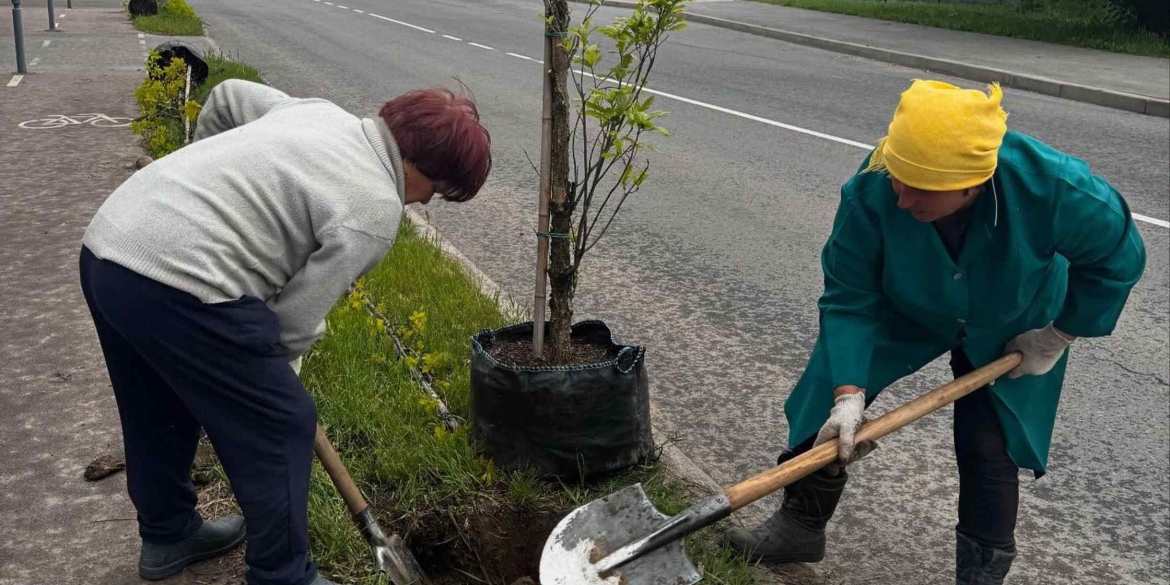 Вздовж Сабарівського шосе у Вінниці висадили 130 болотяних дубів