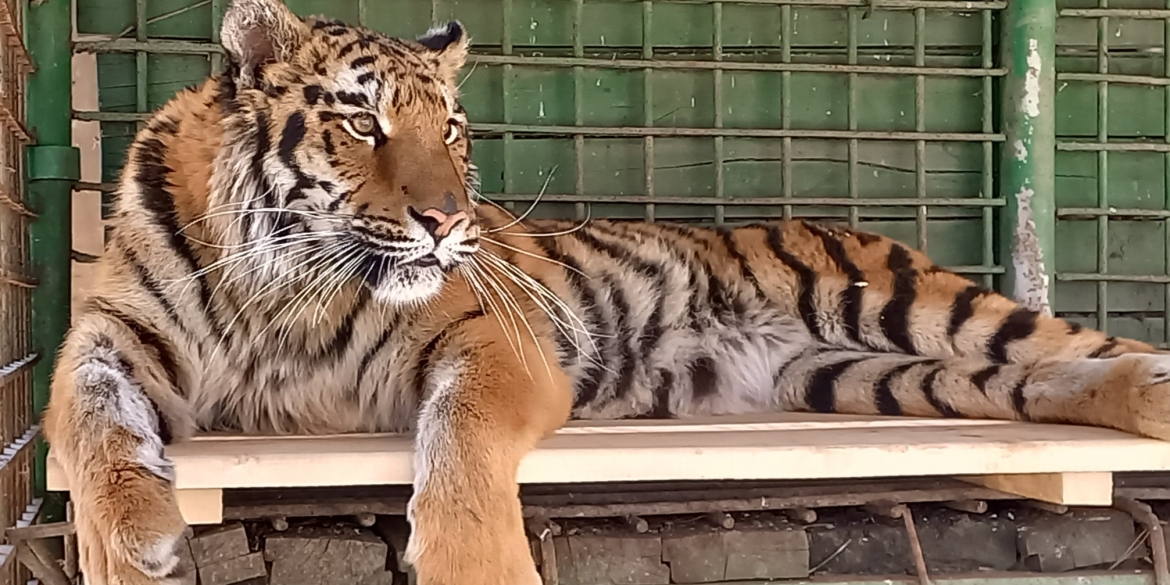 Ягуар та тигриця, яких Подільський зоопарк евакуював з Одещини, знайшли опікунів