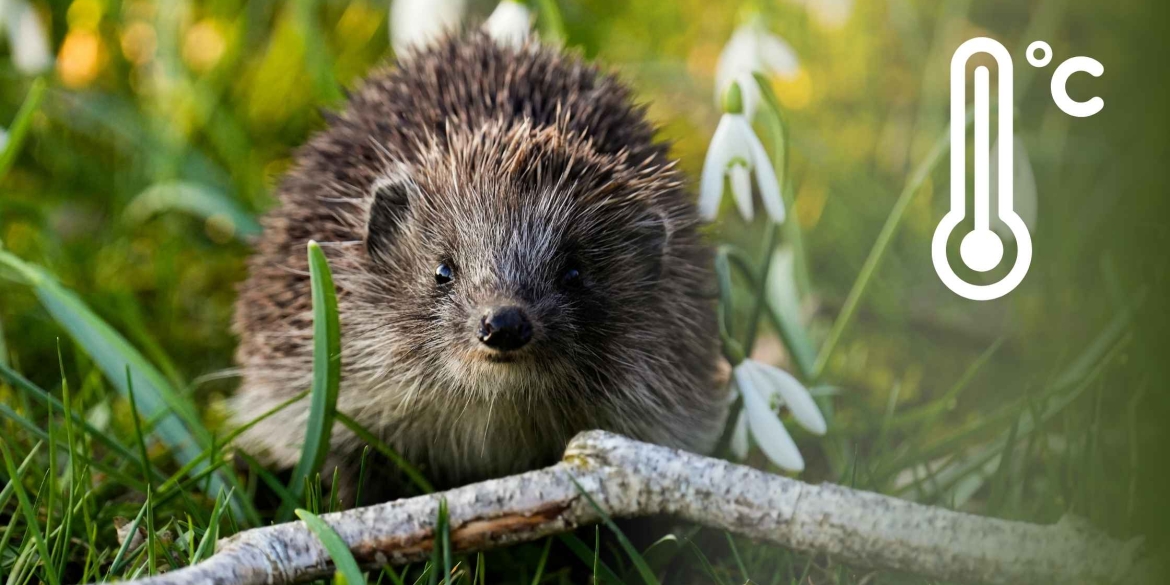 Як довго ще протримаються холодні ночі та ранки синоптики втішають вінничан