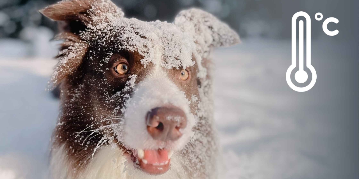 Як довго триватиме снігова хуртовина на Вінниччині - прогнозують синоптики