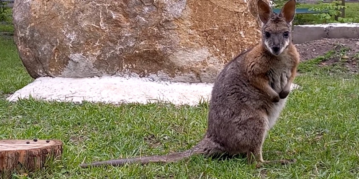 Як обживаються дрібні кенгуру в Подільському зоопарку у Вінниці