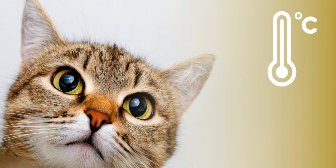 Як пригріватиме у Вінниці найближчими днями синоптики дають приємні прогнози