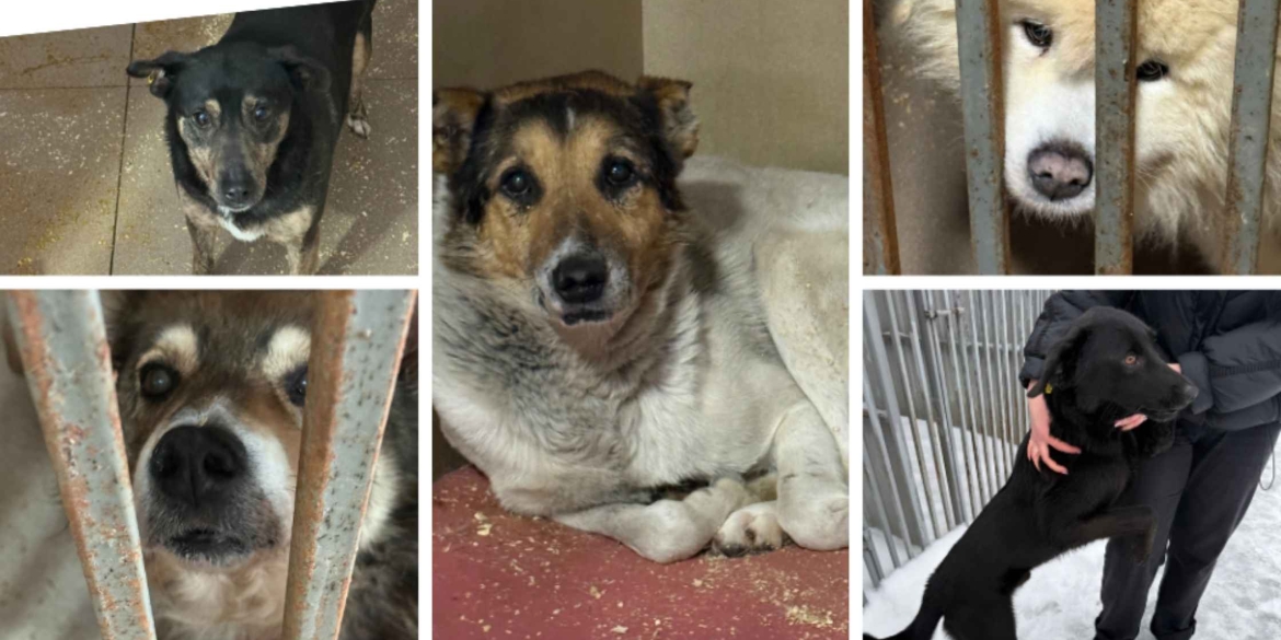 Як прихистити собаку з Вінницького муніципального притулку для тварин