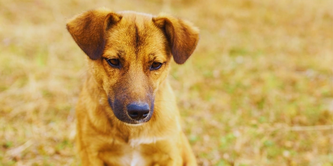 Як розшукати загубленого домашнього улюбленця поради кінологів і ветеринарів