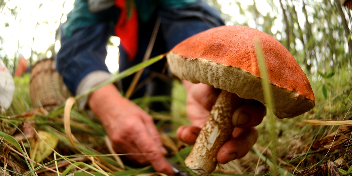 Як уникнути отруєння грибами - поради вінничанам