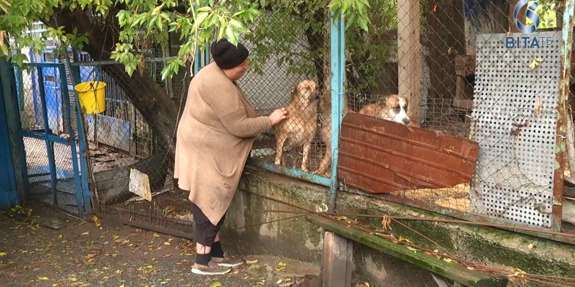  Як вінничани можуть допомогти притулку для собак Планета