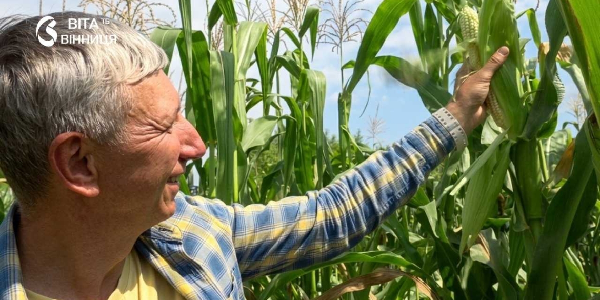 Як вінницький селекціонер відродив забуту козацьку білу кукурудзу
