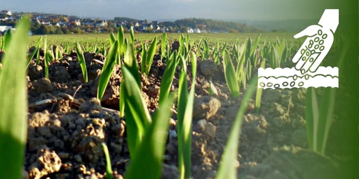 Ярими зерновими на Вінниччині планують засіяти майже пів мільйона гектарів