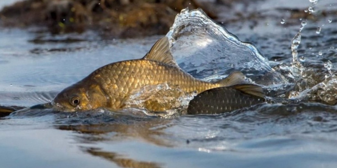 З 1 квітня у Вінницькій області стартує нерестова заборона на вилов риби