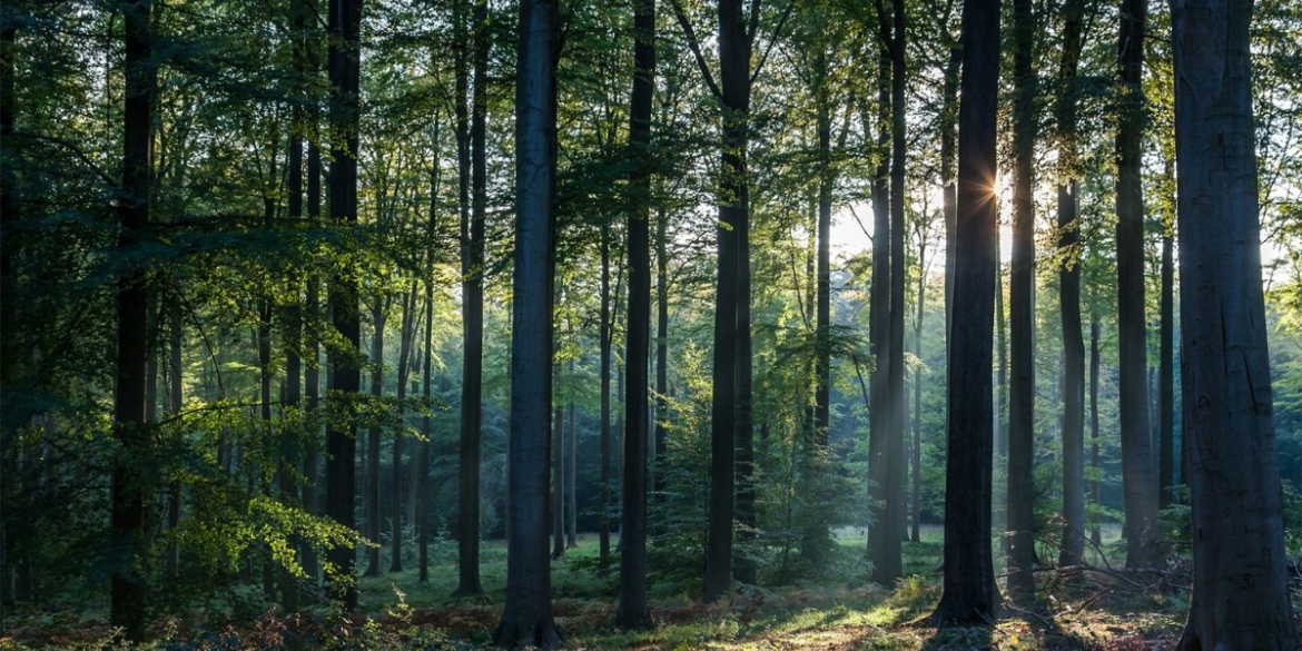З незаконного приватного володіння вилучили 15 га лісу на Жмеринщині