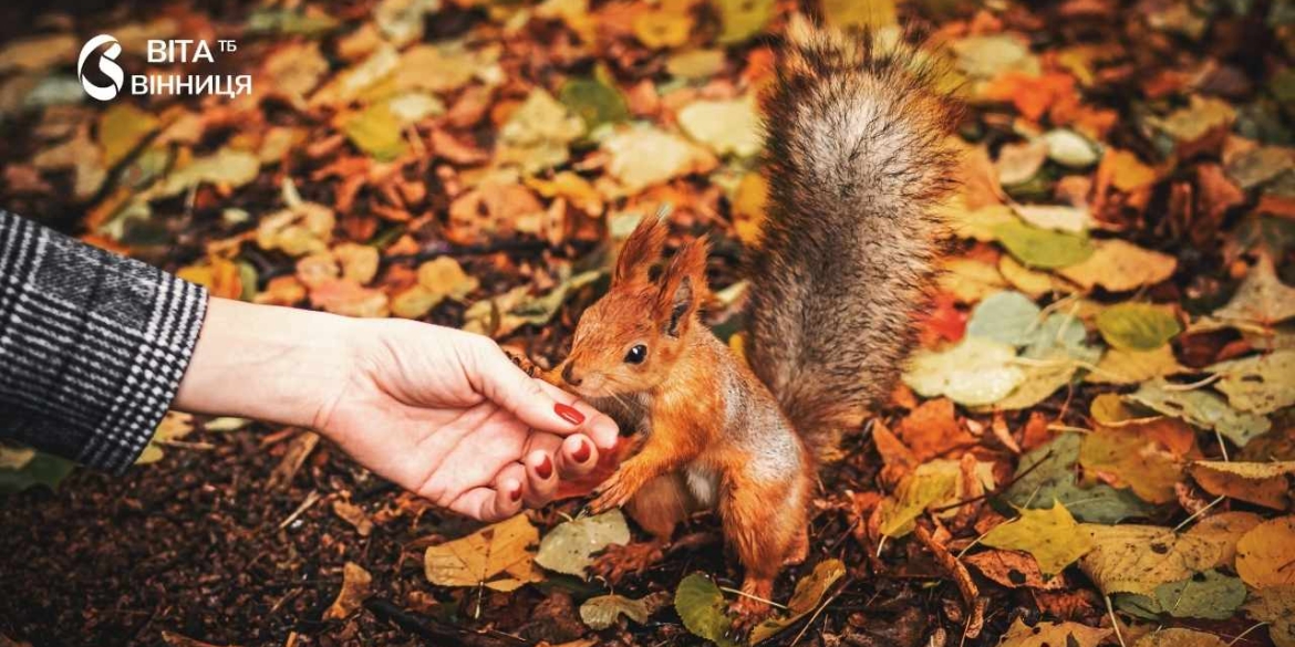 Осінній ліс: білка бере з рук людини горішок