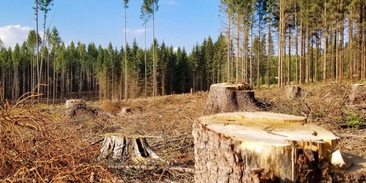 За 200 зрубаних дерев підприємство на Вінниччині сплатить 2,4 млн грн