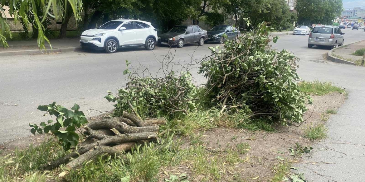 За самовільно зрізане дерево вінничанин заплатить штраф