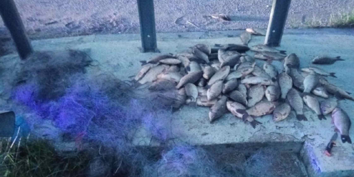 За сім десятків карасів вінницький браконьєр відшкодує понад 115 тис. грн