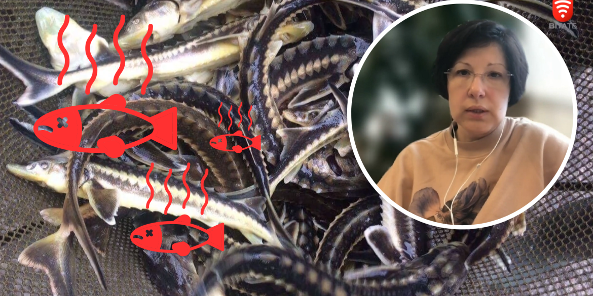 Загибель 9 тонн риби у Ладижині власники пов’язують зі шкідливими викидами у воду