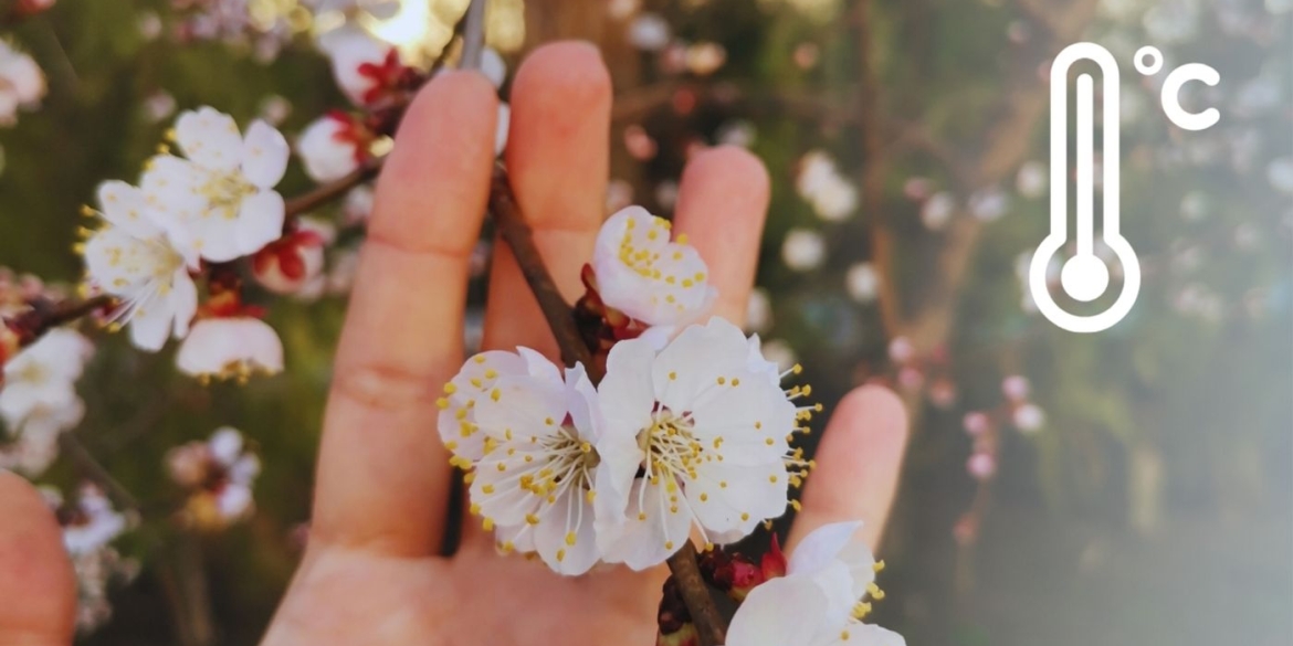 Заморозки на Вінниччині чи вистояли посіви та яка доля чекає на майбутній урожай фруктів