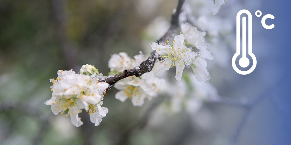 Заморозки в повітрі метеорологи терміново звернулися до жителів Вінниці та області