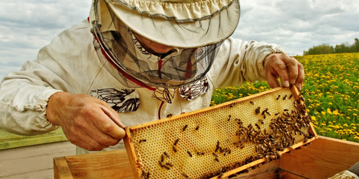 Житель Барської громади виплатить компенсацію сусідці за набридливих бджіл