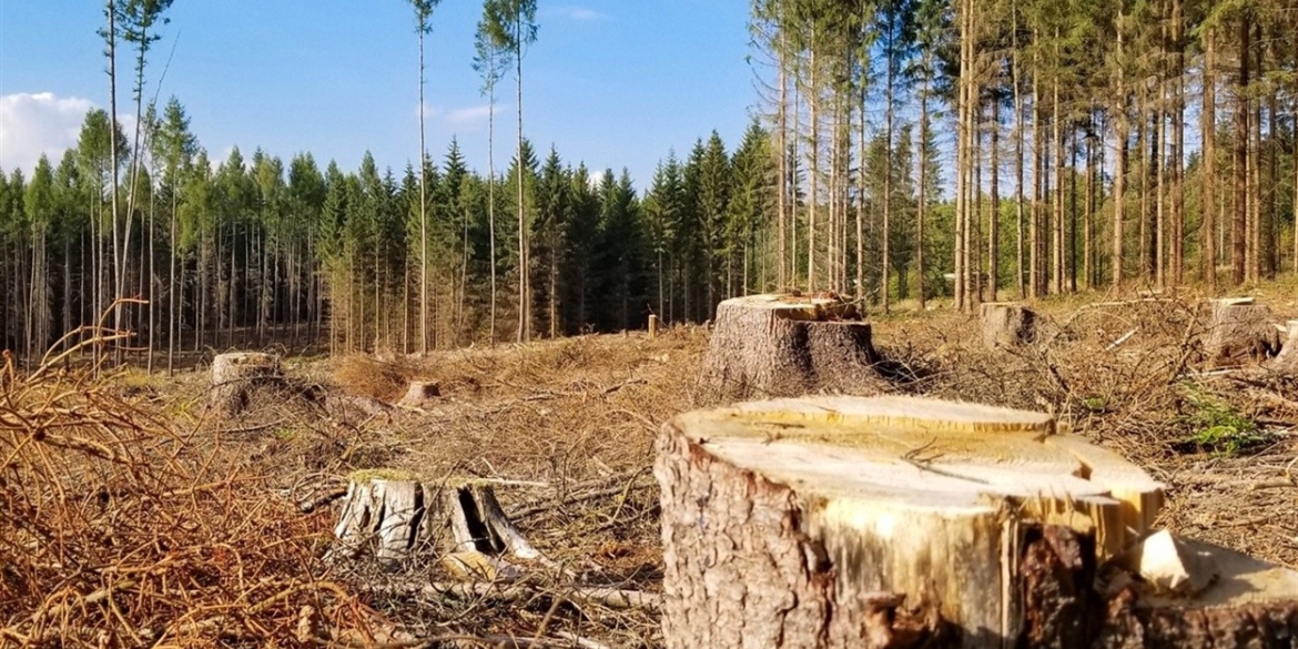 Житель Калинівщини сплатить понад сім тисяч гривень за вирубку трьох дерев