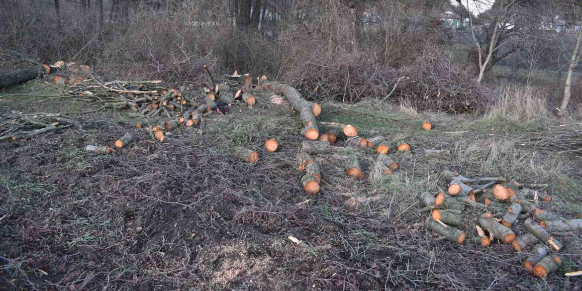 Житель Вінниччини сплатить понад 15 тис. грн штрафу за вирубані дерева