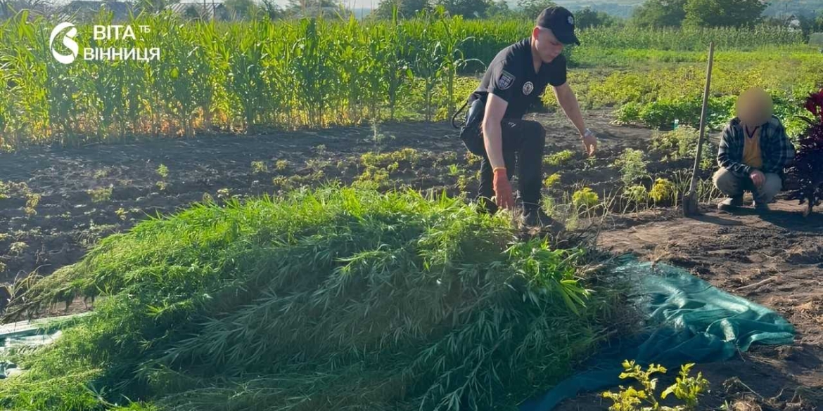 Житель Гайсинського району вирощував наркорослини — поліція вилучила посів
