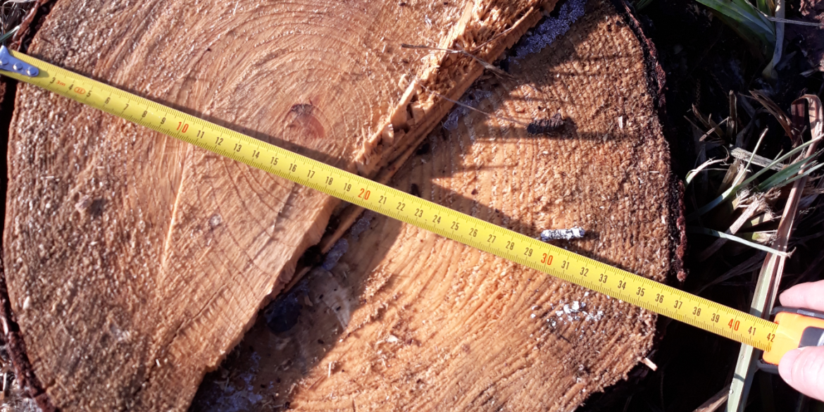 Житель Стрижавської громади сплатить понад 20 тис. грн за сім зрубаних дерев