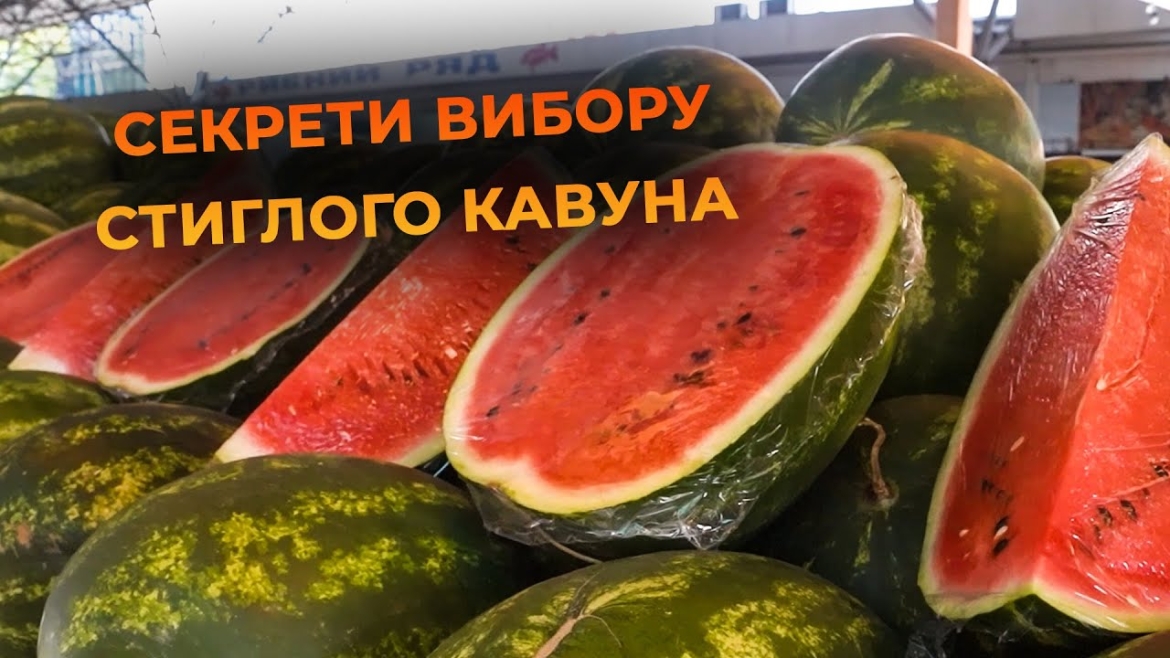 Embedded thumbnail for Як обрати стиглий кавун та скільки вони коштують на вінницьких ринках