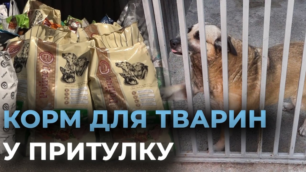 Embedded thumbnail for На яку допомогу очікують 77 собак з Вінницького муніципального притулку