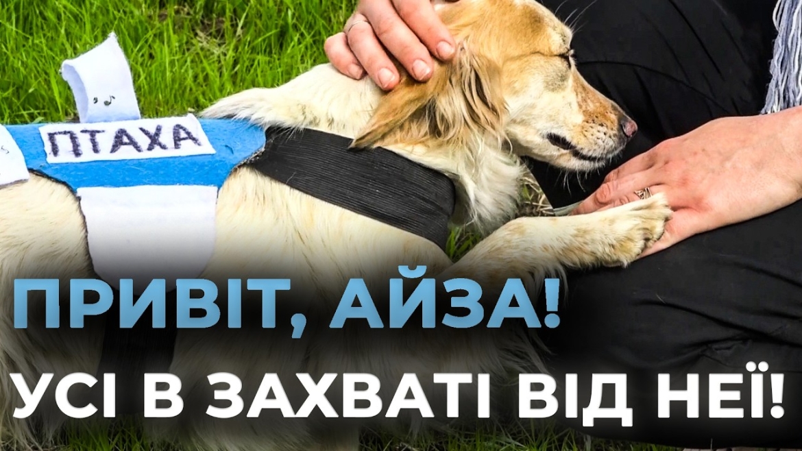 Embedded thumbnail for Вижила в окупації, щоб лікувати серця: неймовірна історія собаки Айзи у таборі на Вінниччині