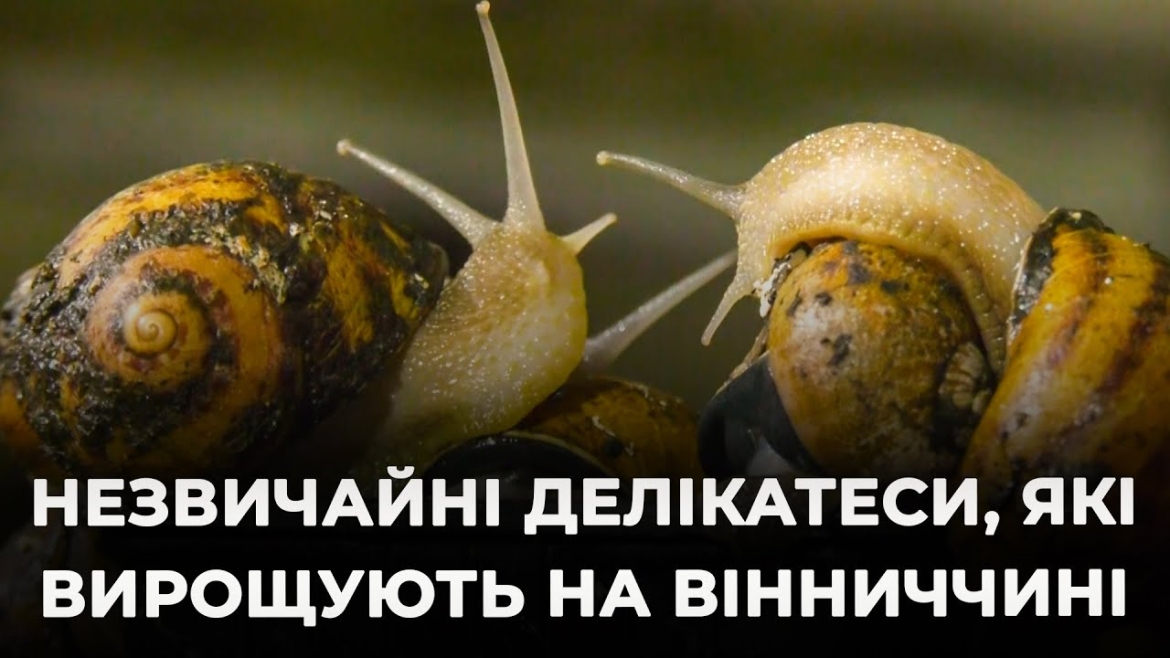 Embedded thumbnail for Унікальні ферми Вінниччини: як вирощують равликів та креветок на Поділлі