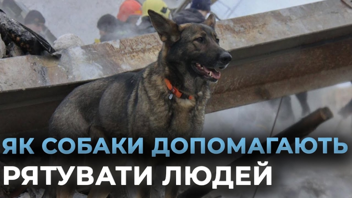 Embedded thumbnail for Фріда рятувала людей після обстрілів Вінниці - шукала під завалами