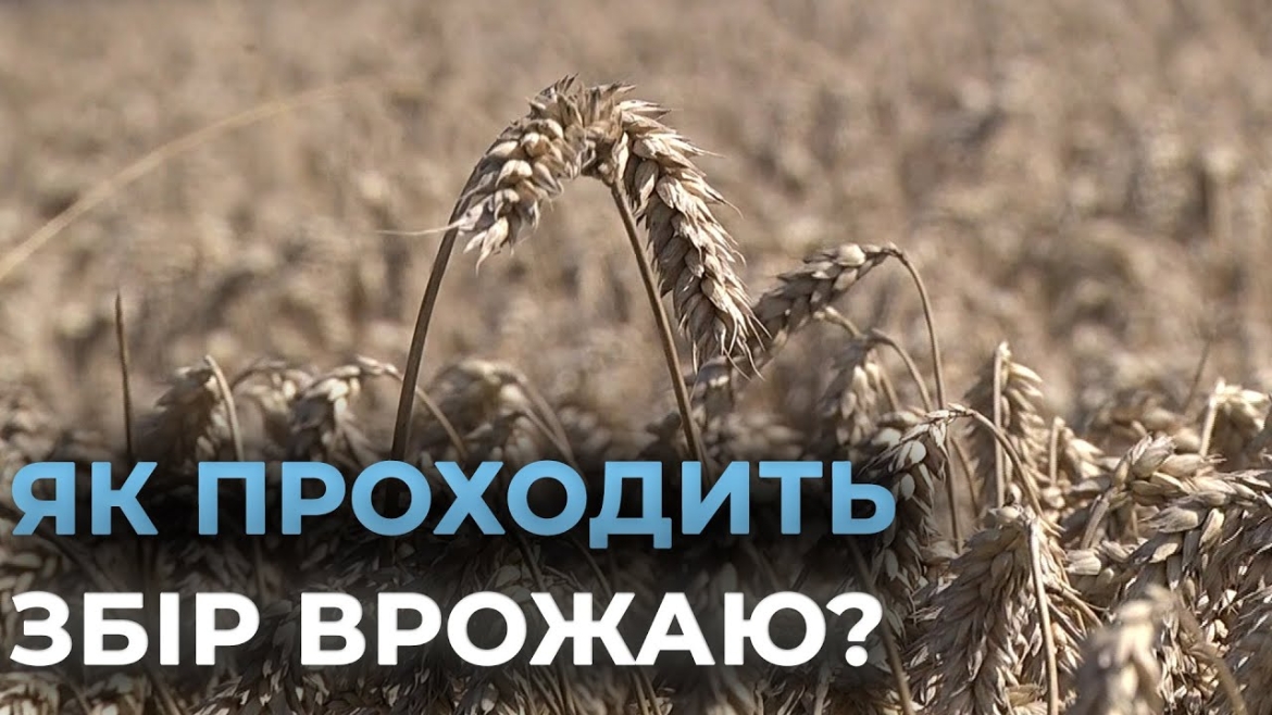 Embedded thumbnail for На Вінниччині аграрії вже зібрали третину урожаю