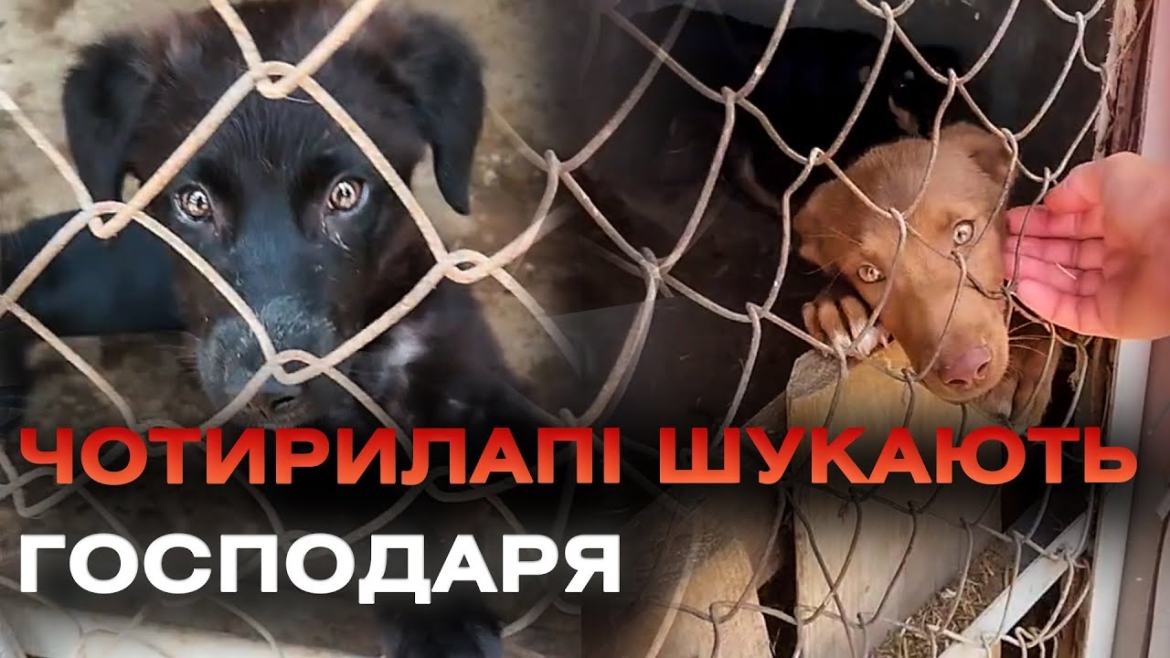 Embedded thumbnail for Знайди мене: у Миколаївських степах є справжнє собаче місто, це — пункт тимчасового утримання собак