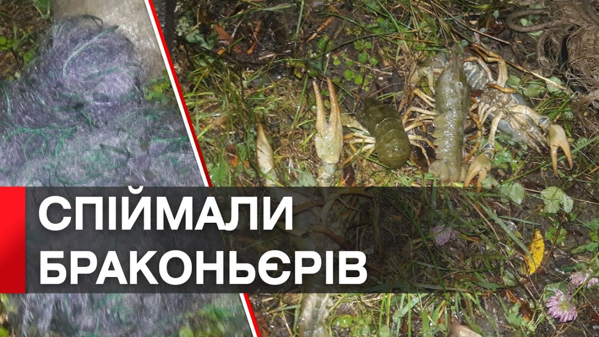 Embedded thumbnail for На Жмеринщині браконьєри виловили риби та раків на майже 50 тис. грн