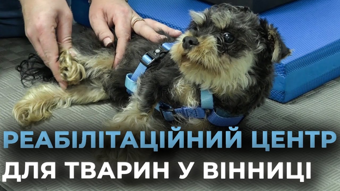 Embedded thumbnail for Ветеран відкрив у Вінниці реабілітаційний центр для тварин